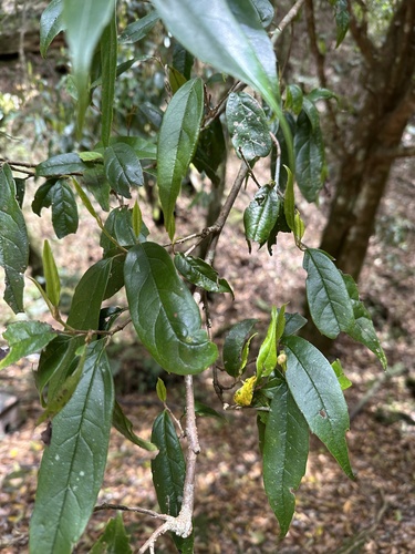 Chá-da-China
