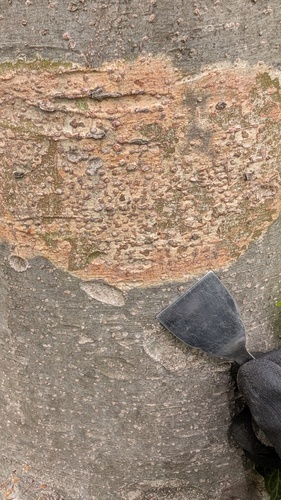 Viridothelium virens