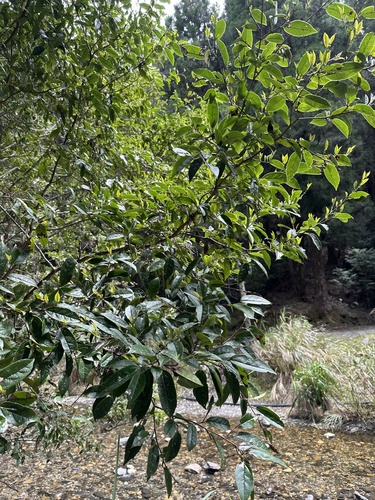 Foto de Chá-da-China