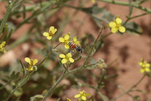 Andrena selena
