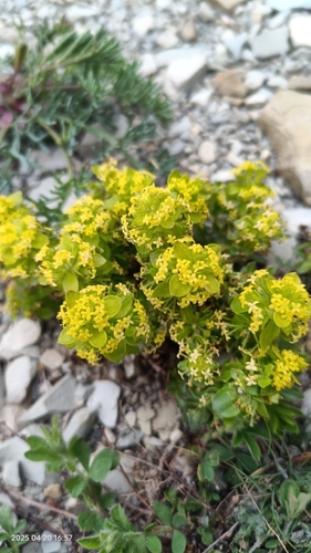 Cruciata taurica (Cruciata taurica)