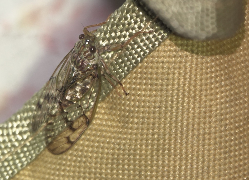 Psithyristria peculiaris