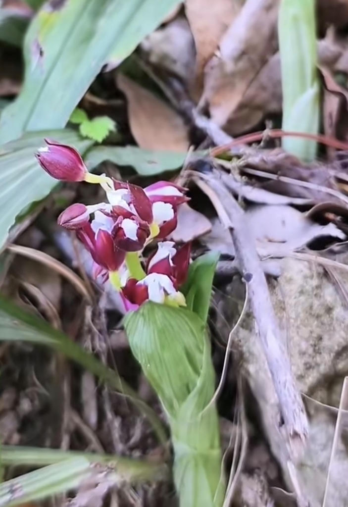 two-coloured calanthe from 浙江省舟山市定海区临城 on April 20, 2025 at 04:07 PM by ...