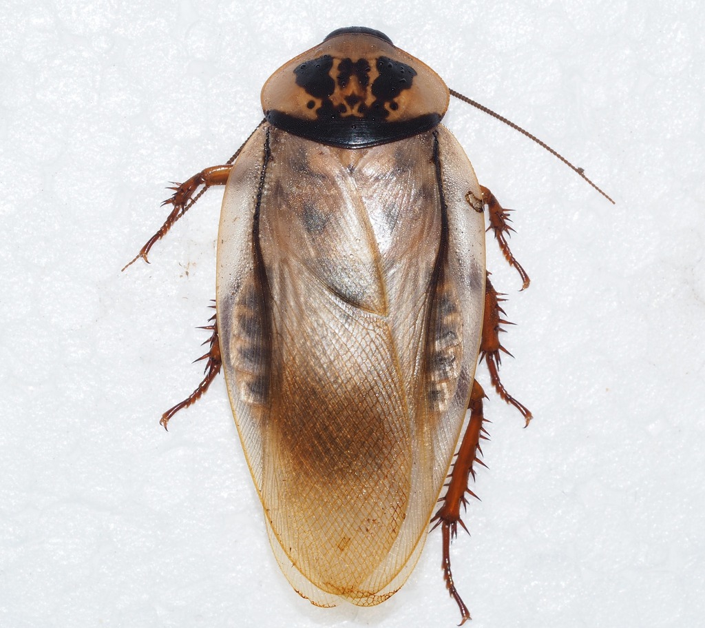 Trinidad bat-cave roach