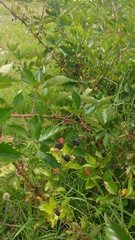 Rubus adenotrichos