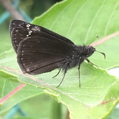 Erynnis baptisiae