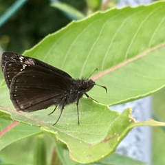 Erynnis baptisiae