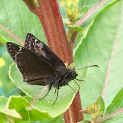 Erynnis baptisiae