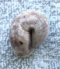 Anostoma