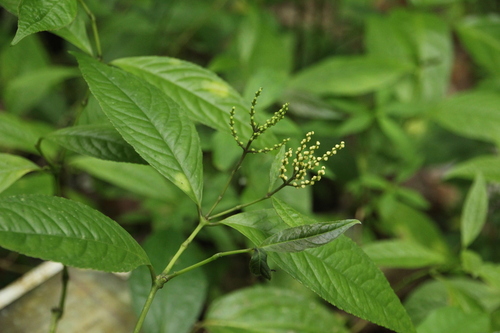 Chloranthus elatior observed 2025-01-01