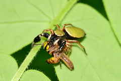 Sassacus barbipes