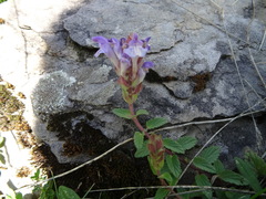 Scutellaria alpina