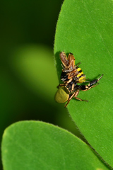 Sassacus barbipes