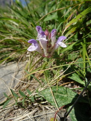 Scutellaria alpina