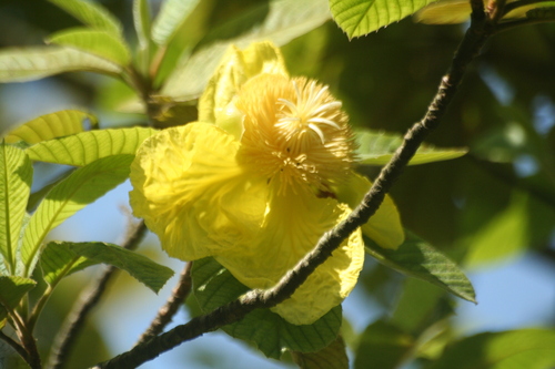Dillenia ovata observed 2025-04-20
