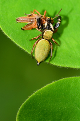 Sassacus barbipes