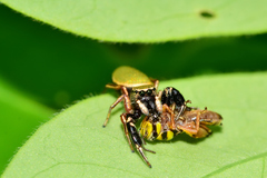 Sassacus barbipes