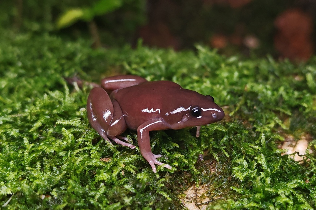 Tung's Narrow-Mouthed Frog