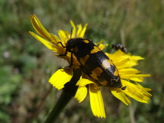 Hycleus polymorphus