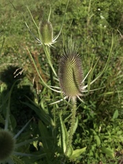 Dipsacus fullonum