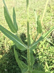 Dipsacus fullonum