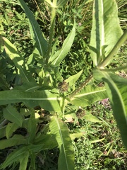 Dipsacus fullonum