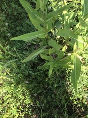 Dipsacus fullonum