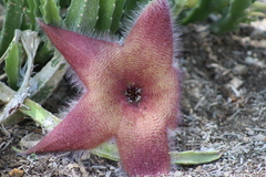 Stapelia grandiflora