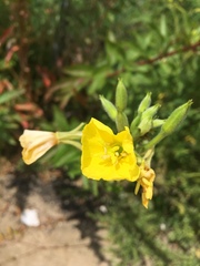 Oenothera biennis