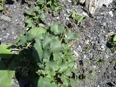 Adenostyles alliariae