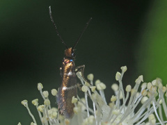 Micropterix aruncella