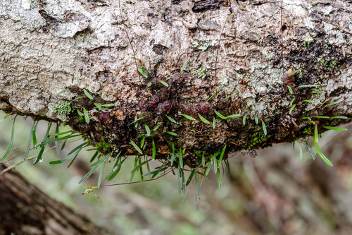 Bulbophyllum boiteaui H.Perrier 2