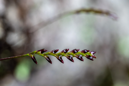 Bulbophyllum boiteaui H.Perrier 3