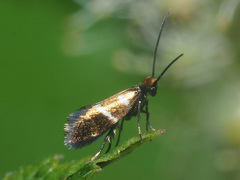 Micropterix aruncella