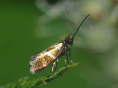 Micropterix aruncella