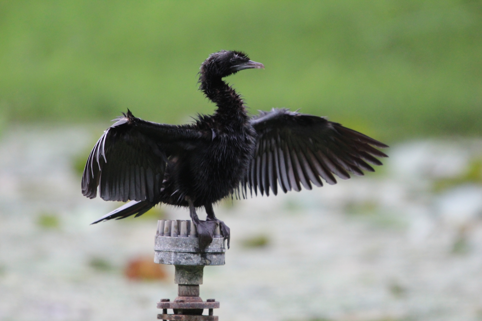 Little Cormorant
