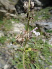 Nepeta nepetella