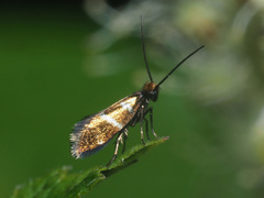 Micropterix aruncella