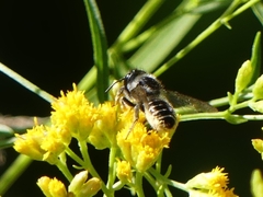 Megachile relativa