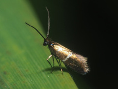 Micropterix aruncella