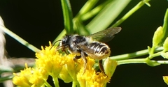 Megachile relativa