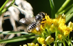 Megachile relativa