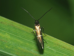 Micropterix aruncella