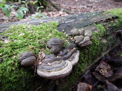 Phellinus cinereus