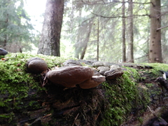 Phellinus cinereus