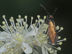 Micropterix calthella