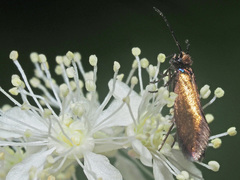 Micropterix calthella