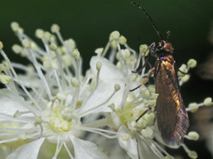 Micropterix calthella