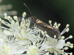 Micropterix calthella