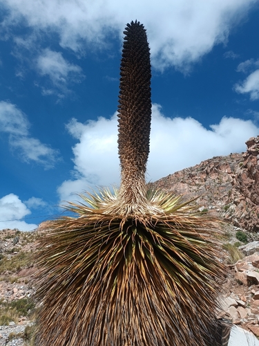 Image of Puya raimondii by (c) ARIANA VILLAFAN ROJAS, some rights reserved (CC BY)